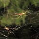 Illustration for article titled Thousands of Spiders Have Teamed Up to Create This Horrifying Mega-Web